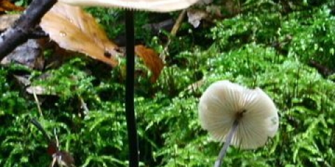 Češnjak veliki: fotografija i opis